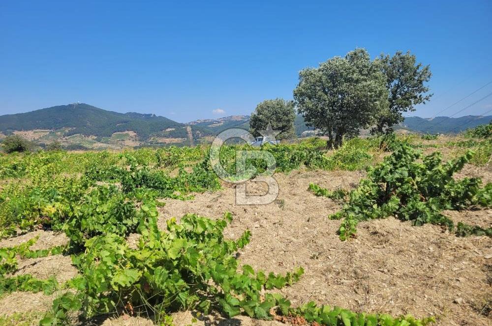 İZMİR GÜZELBAHÇE PAYAMLI 250 M ANAYOL CEPHELİ SATILIK TARLA