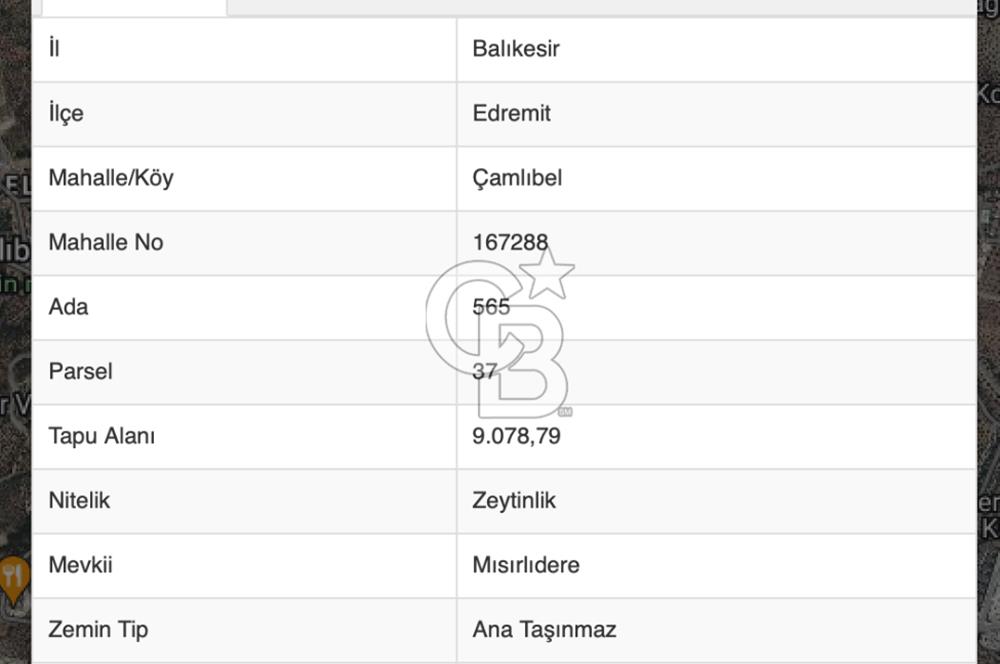 EDREMİT ÇAMLIBELDE EMSALSİZ GÜZELLİKTE SATILIK 9 DÖNÜM ZEYTİNLİK