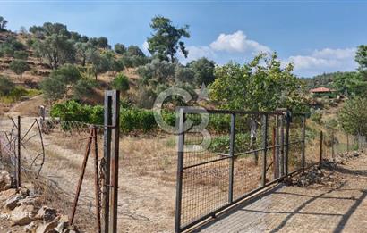 A WONDERFUL OLIVE GARDEN IN MENDERES YENİKÖY, IN NATURE