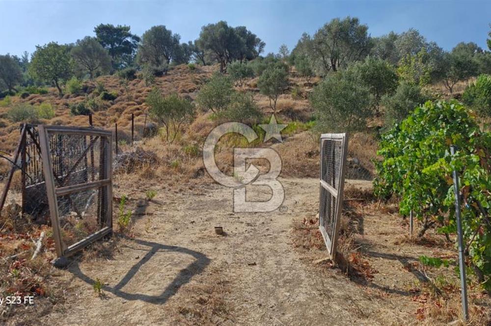 A WONDERFUL OLIVE GARDEN IN MENDERES YENİKÖY, IN NATURE