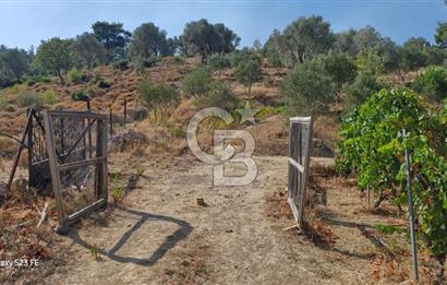 A WONDERFUL OLIVE GARDEN IN MENDERES YENİKÖY, IN NATURE