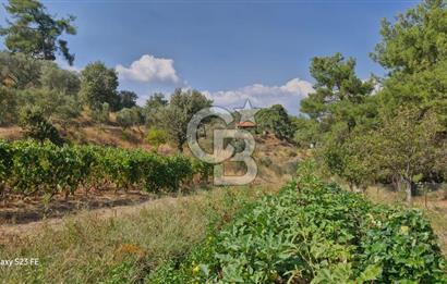 A WONDERFUL OLIVE GARDEN IN MENDERES YENİKÖY, IN NATURE