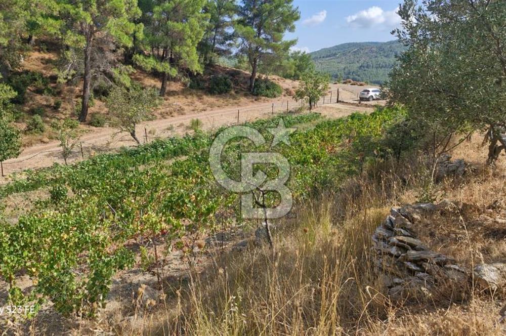 A WONDERFUL OLIVE GARDEN IN MENDERES YENİKÖY, IN NATURE