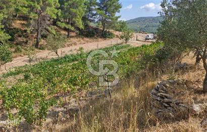 A WONDERFUL OLIVE GARDEN IN MENDERES YENİKÖY, IN NATURE