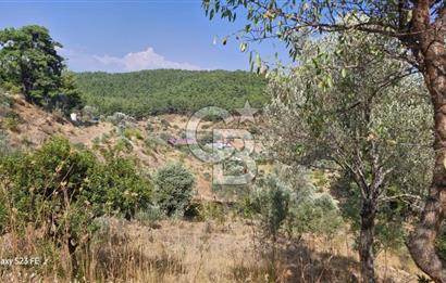 A WONDERFUL OLIVE GARDEN IN MENDERES YENİKÖY, IN NATURE