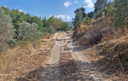 A WONDERFUL OLIVE GARDEN IN MENDERES YENİKÖY, IN NATURE