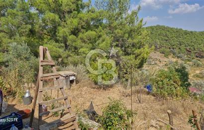 A WONDERFUL OLIVE GARDEN IN MENDERES YENİKÖY, IN NATURE