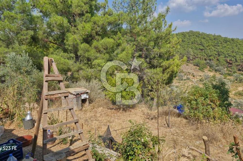 A WONDERFUL OLIVE GARDEN IN MENDERES YENİKÖY, IN NATURE