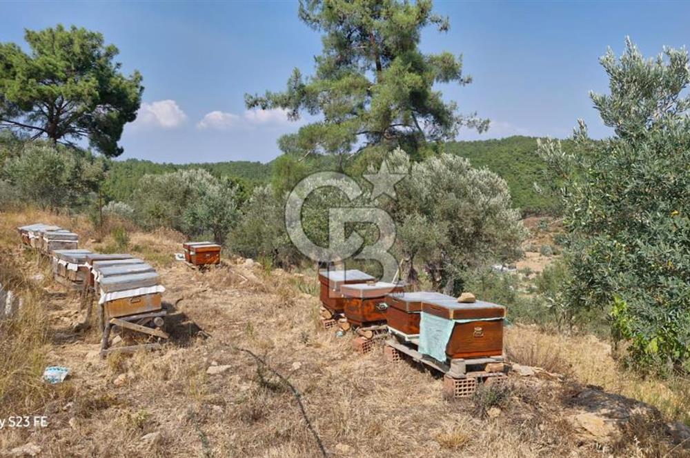 A WONDERFUL OLIVE GARDEN IN MENDERES YENİKÖY, IN NATURE