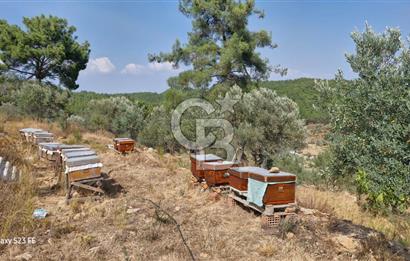 MENDERES YENİKÖY’DE DOĞAYLA İÇ İÇE HARİKA BAHÇE ZEYTİNLİK