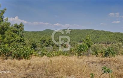 A WONDERFUL OLIVE GARDEN IN MENDERES YENİKÖY, IN NATURE