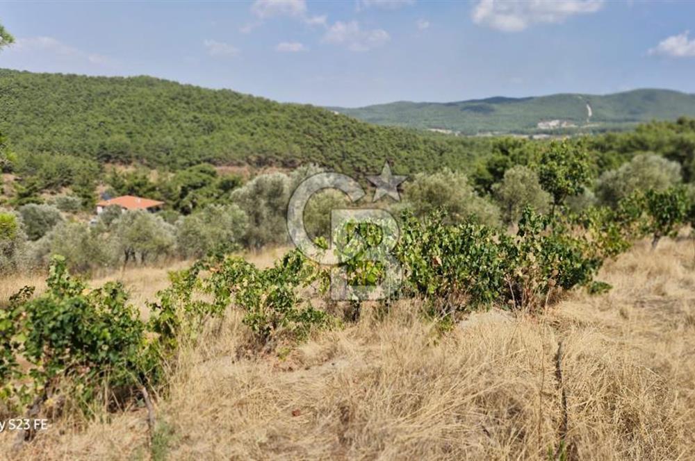 A WONDERFUL OLIVE GARDEN IN MENDERES YENİKÖY, IN NATURE