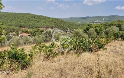 A WONDERFUL OLIVE GARDEN IN MENDERES YENİKÖY, IN NATURE