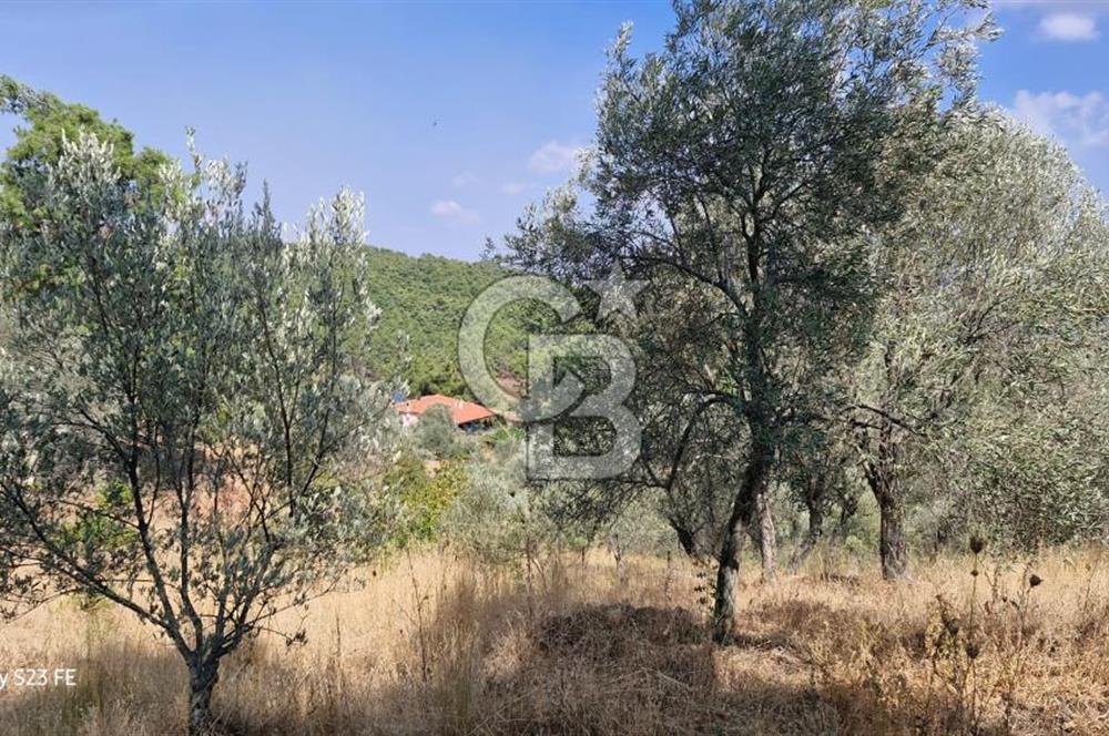 A WONDERFUL OLIVE GARDEN IN MENDERES YENİKÖY, IN NATURE