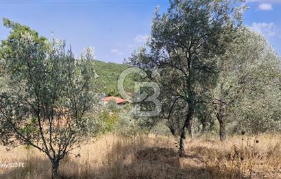 A WONDERFUL OLIVE GARDEN IN MENDERES YENİKÖY, IN NATURE