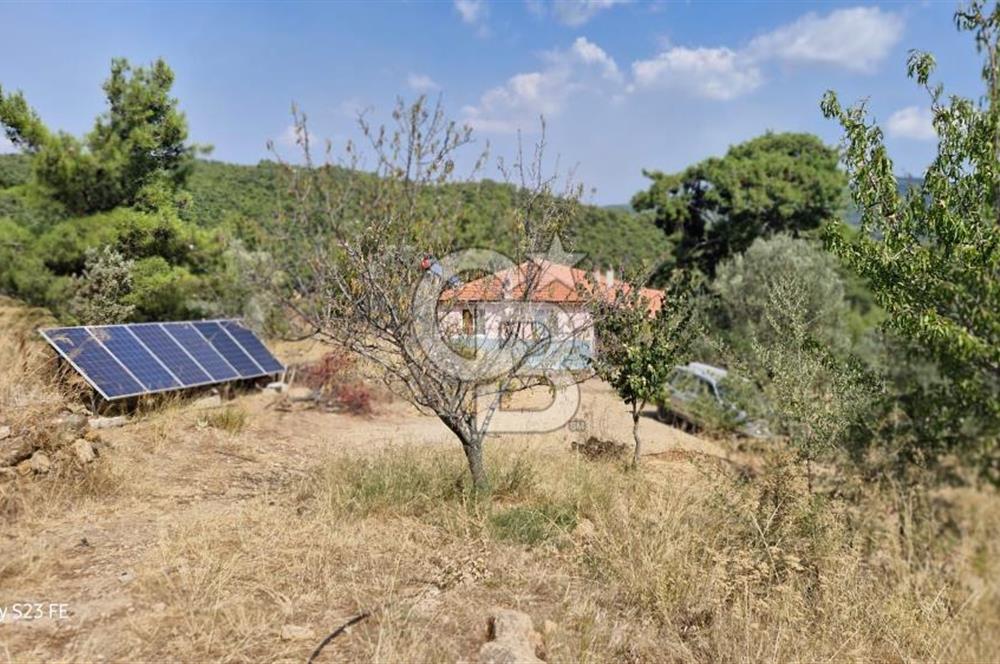 A WONDERFUL OLIVE GARDEN IN MENDERES YENİKÖY, IN NATURE