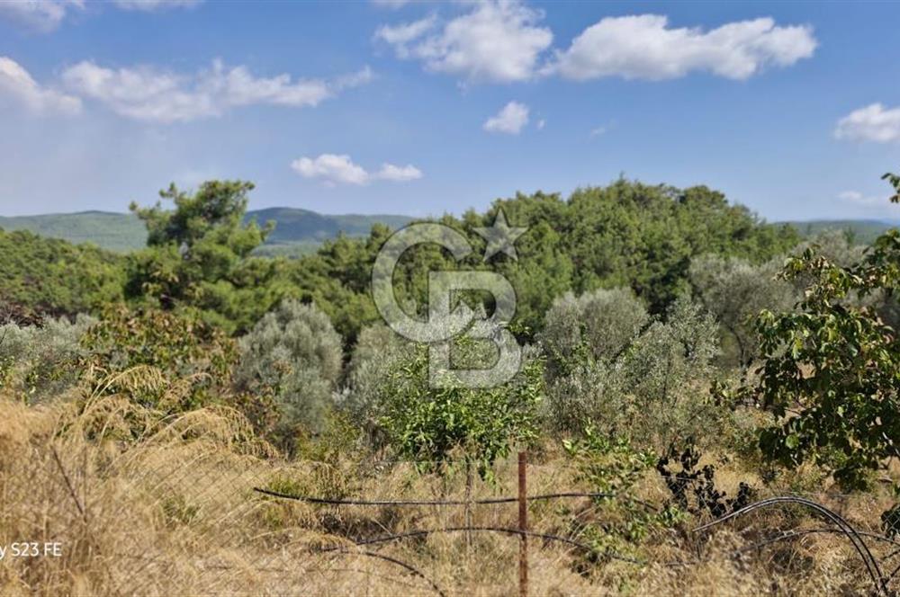 A WONDERFUL OLIVE GARDEN IN MENDERES YENİKÖY, IN NATURE