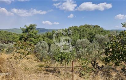 A WONDERFUL OLIVE GARDEN IN MENDERES YENİKÖY, IN NATURE