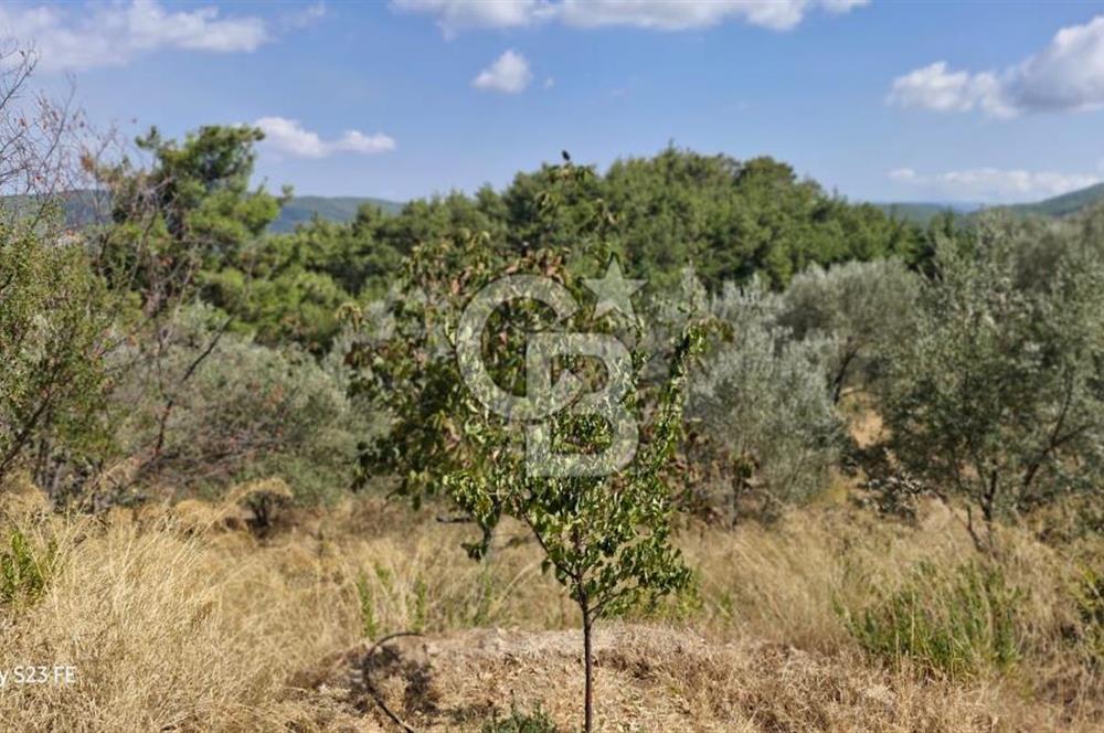 A WONDERFUL OLIVE GARDEN IN MENDERES YENİKÖY, IN NATURE