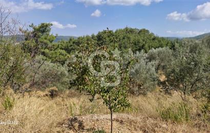 A WONDERFUL OLIVE GARDEN IN MENDERES YENİKÖY, IN NATURE