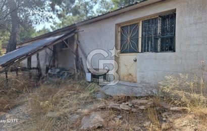 A WONDERFUL OLIVE GARDEN IN MENDERES YENİKÖY, IN NATURE