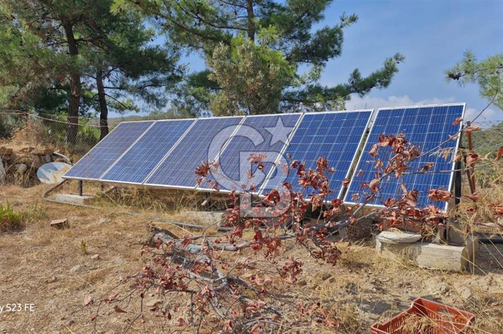 A WONDERFUL OLIVE GARDEN IN MENDERES YENİKÖY, IN NATURE