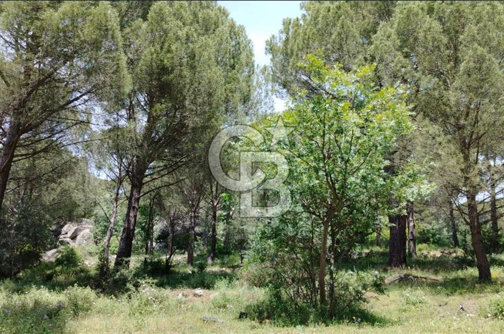 Balıkesir, Ayvalık, Bağyüzü Mah.' de Satılık Fıstıklı Tarla