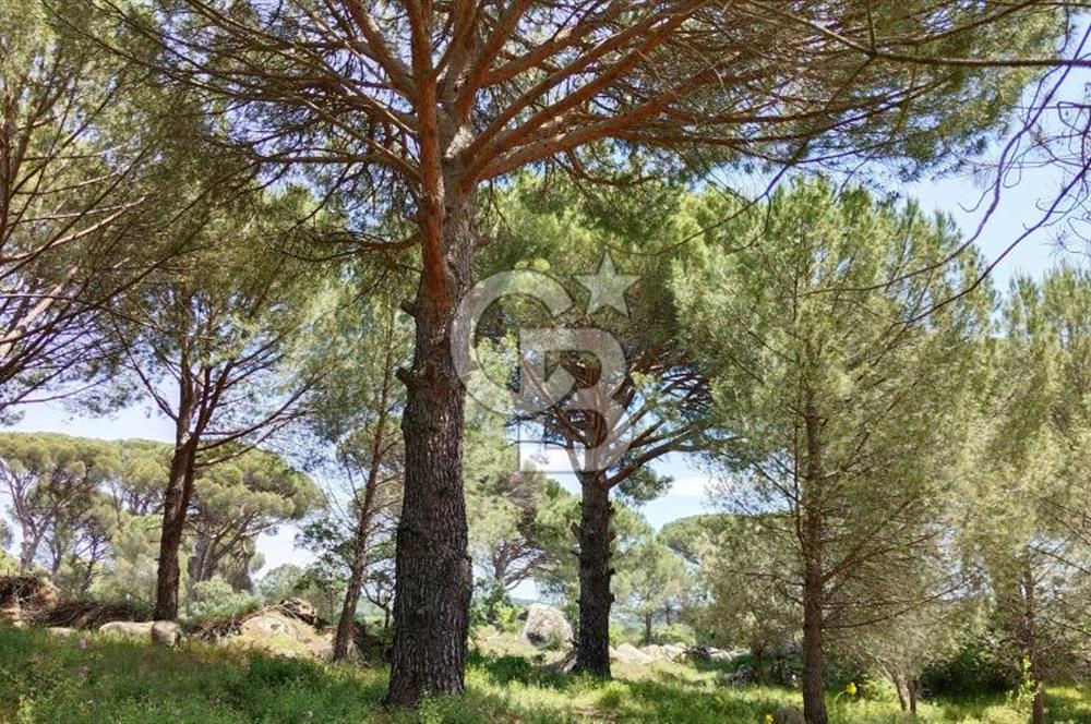 Balıkesir, Ayvalık, Bağyüzü Mah.' de Satılık Fıstıklı Tarla