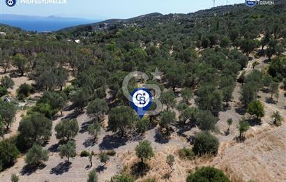 Karaburun Eğlenhoca'da 4060 m2 Zeytin Ağaçlı Tarla