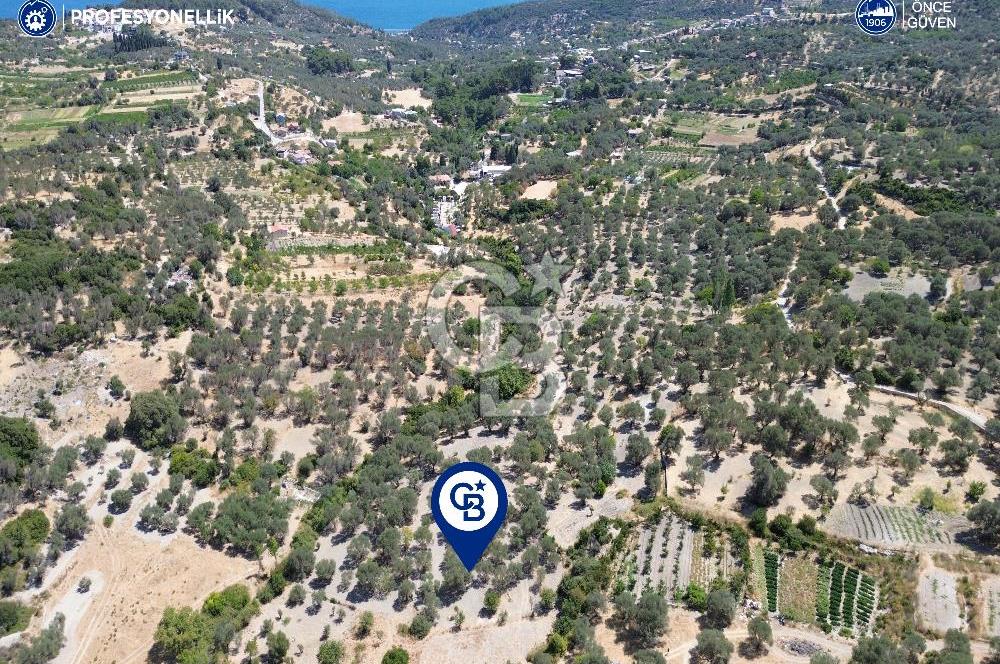 Karaburun Eğlenhoca'da 4060 m2 Zeytin Ağaçlı Tarla