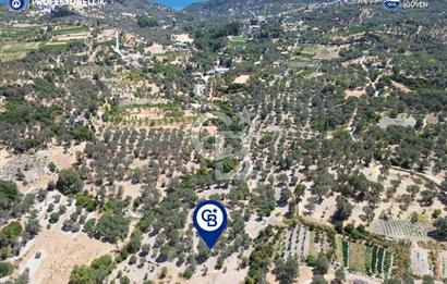 Karaburun Eğlenhoca'da 4060 m2 Zeytin Ağaçlı Tarla