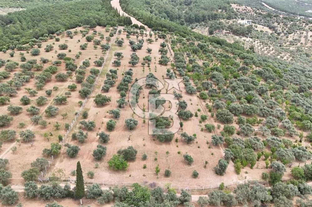 İSMAİL ÇELİK'TEN SÜTÇÜLERDE MUHTEŞEM KONUMDA TARLA