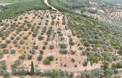 İSMAİL ÇELİK'TEN SÜTÇÜLERDE MUHTEŞEM KONUMDA TARLA