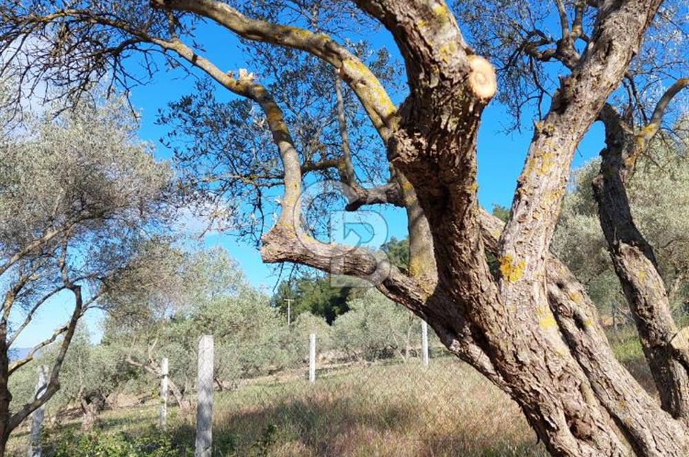 CB Armoni den Buca Belenbaşı Köyünde Yatırımlık Tarla