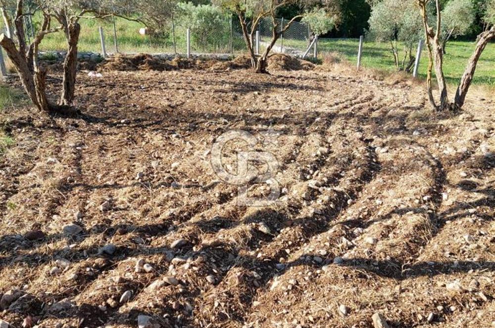 CB Armoni den Buca Belenbaşı Köyünde Yatırımlık Tarla