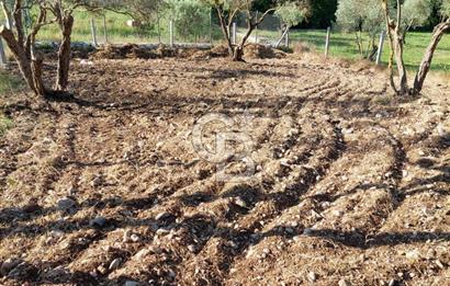 CB Armoni den Buca Belenbaşı Köyünde Yatırımlık Tarla