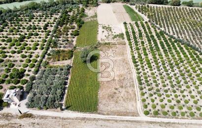 1194469352 CB MORE - Silifke Göksu Nehri Yanında Verimli Satılık Tarla