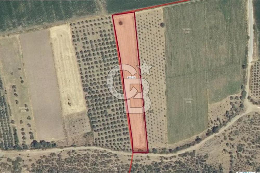 İZMİR BERGAMA SÜLEYMANLI 5.600 m2 SATILIK TARLA