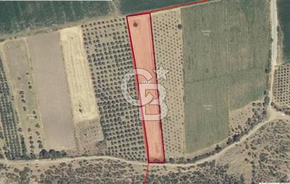 İZMİR BERGAMA SÜLEYMANLI 5.600 m2 SATILIK TARLA