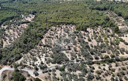 Bornova Gökdere de Satılık Zeytinlik