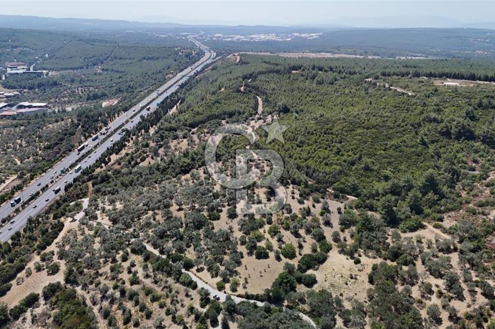 Bornova Gökdere de Satılık Zeytinlik