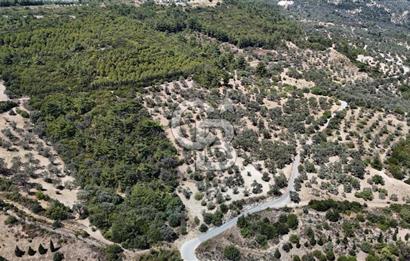 Bornova Gökdere de Satılık Zeytinlik