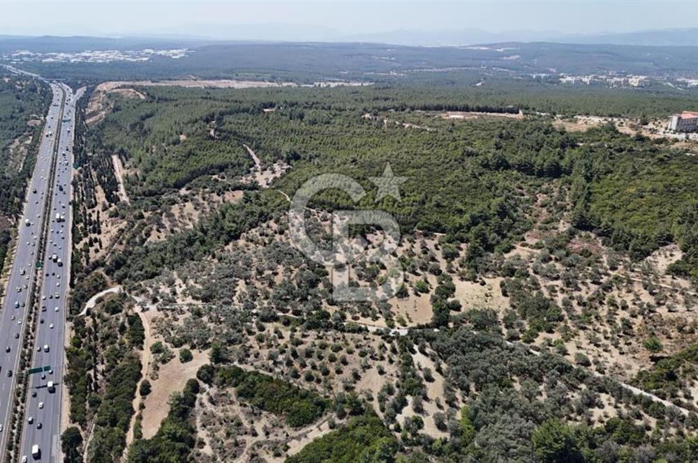 Bornova Gökdere de Satılık Zeytinlik