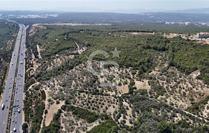 Bornova Gökdere de Satılık Zeytinlik