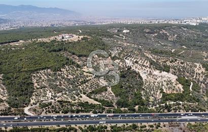 Bornova Gökdere de Satılık Zeytinlik