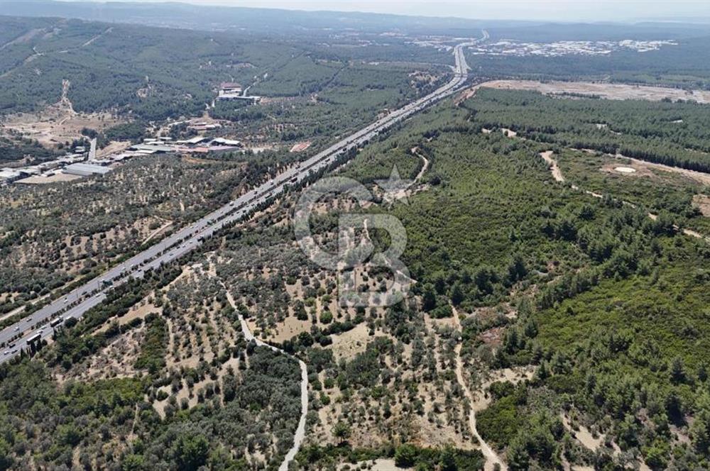 Bornova Gökdere de Satılık Zeytinlik