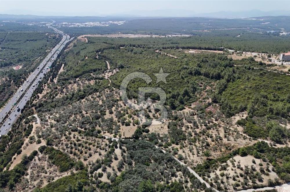 Bornova Gökdere de Satılık Zeytinlik