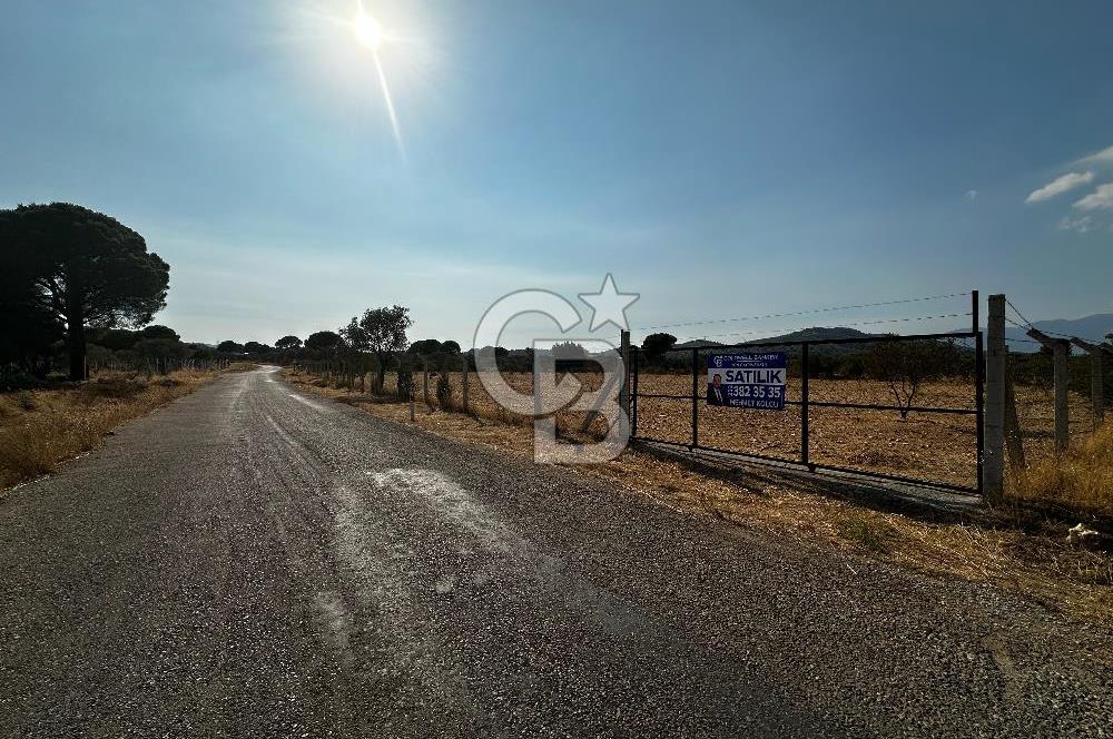 Torbalı Helvacıda Asfalt Yola Cepheli Tek Tapulu Zeytinlik