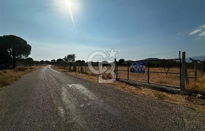 Torbalı Helvacıda Asfalt Yola Cepheli Tek Tapulu Zeytinlik