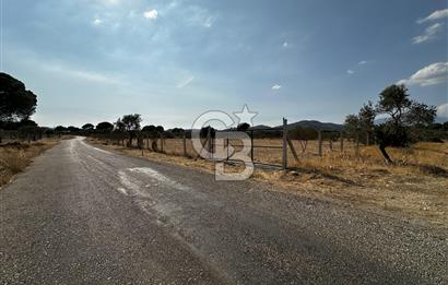 Torbalı Helvacıda Asfalt Yola Cepheli Tek Tapulu Zeytinlik